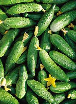 Як вирощувати огірки в теплиці?